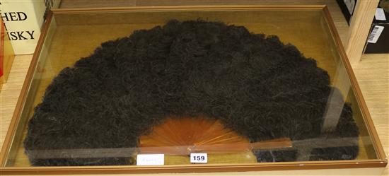 A black cased feather fan height 23cm width 72cm